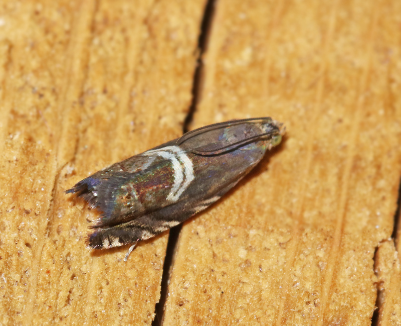 Majvecklare (Grapholita jungiella).jpg