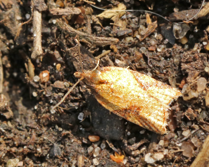 Smultronhstvecklare (Acleris aspersana).jpg