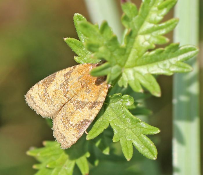 Tulkörtsvecklare (Sparganothis pilleriana).jpg