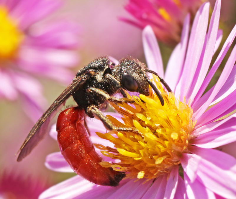 Storblodbi (Sphecodes albilabris).jpg