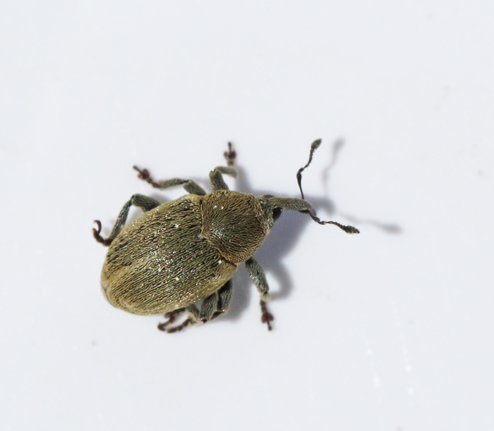 Sibinia viscariae.jpg