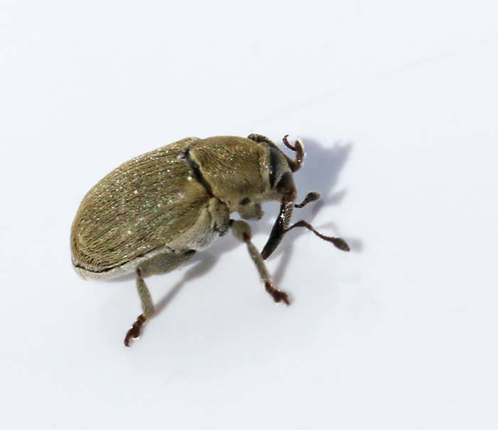 Sibinia viscariae.jpg