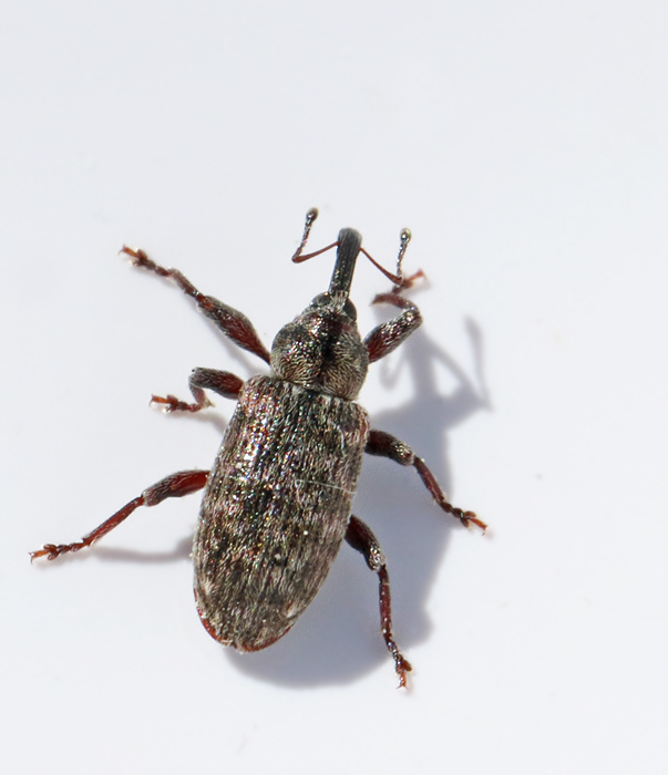 Dorytomus taeniatus._kopia.jpg