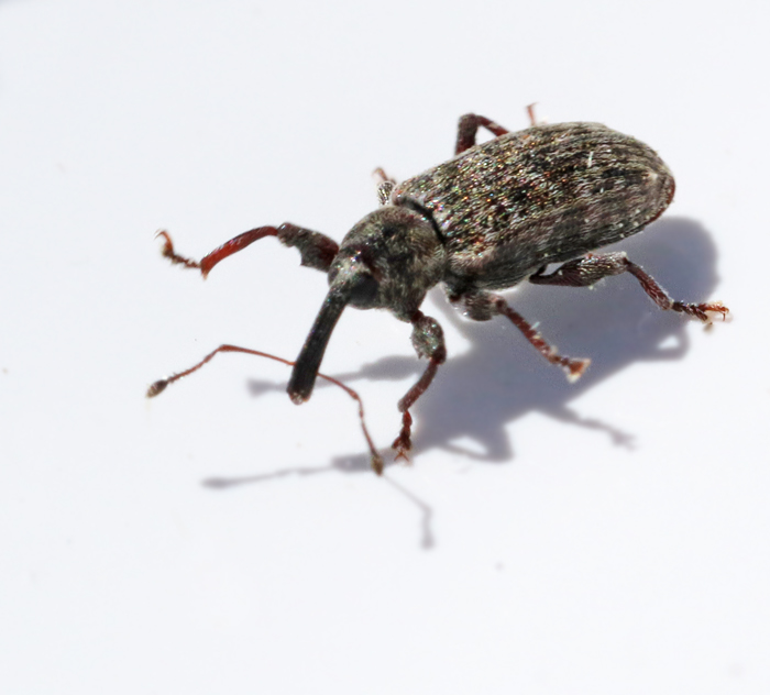 Dorytomus taeniatus_kopia.jpg