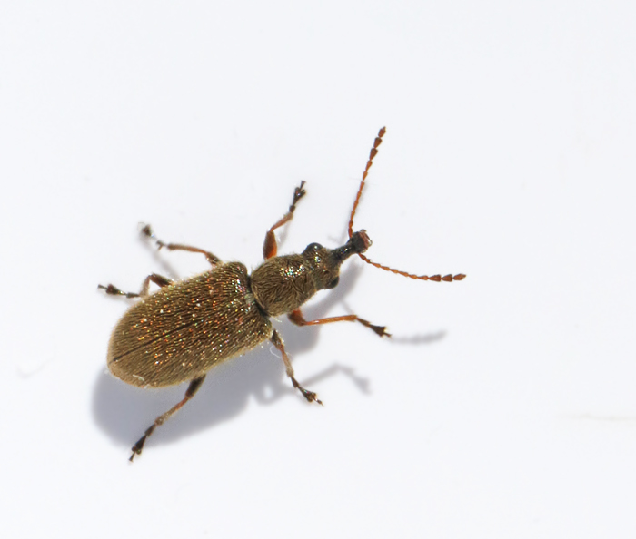 Swedish Weevils, Vivlar (Curculionidae)