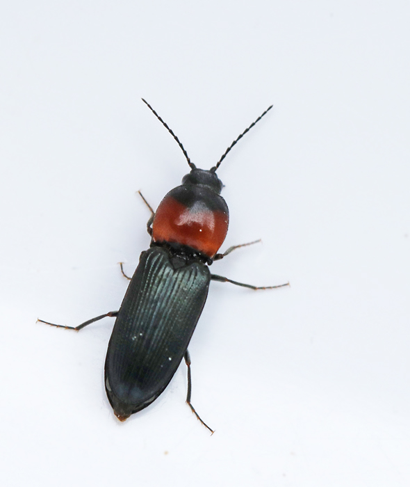 Cardiophorus ruficollis.jpg