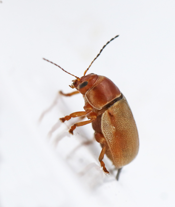 Cryptocephalus pini.jpg