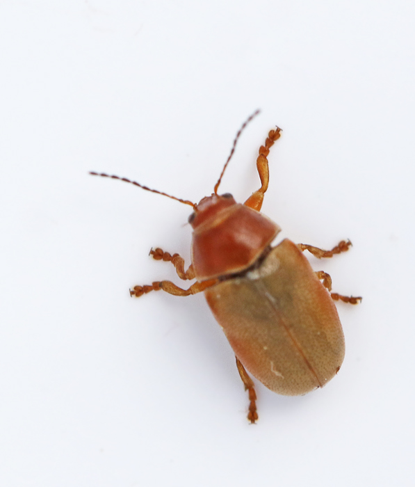 Cryptocephalus pini.jpg