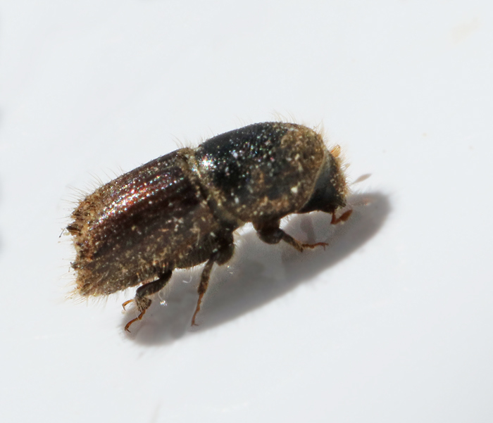 Ips typographus.jpg