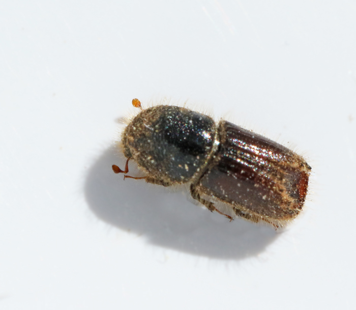 Ips typographus.jpg