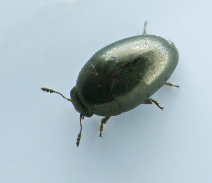 Olibrus aeneus.jpg 
