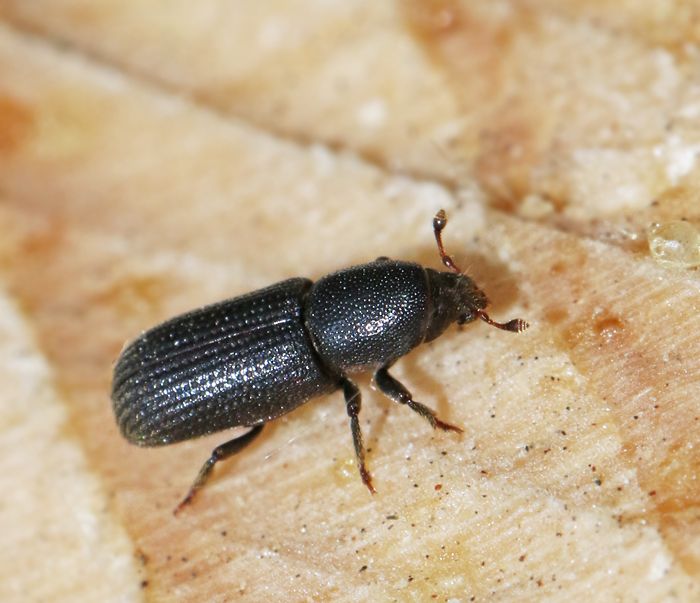 Svart tallbastborre (Hylastes brunneus).jpg
