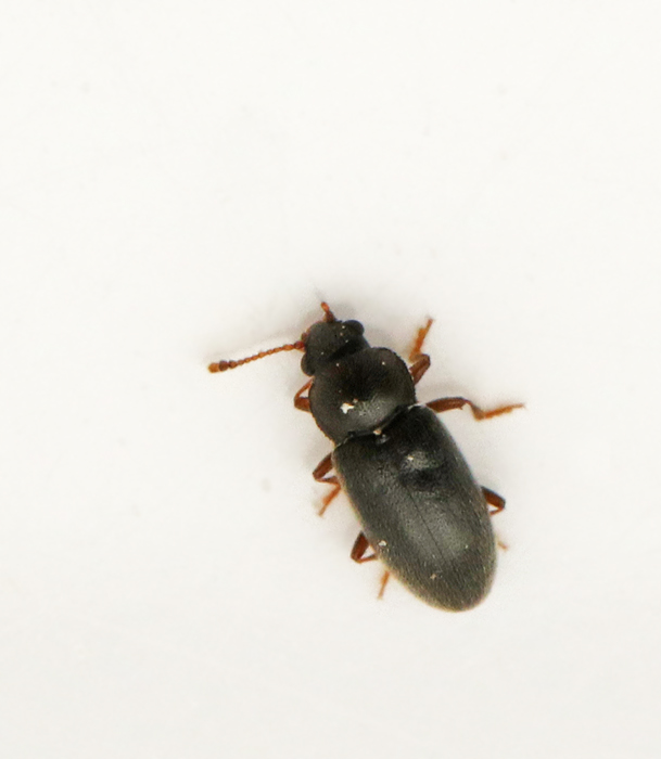 Telmatophilus typhae.jpg