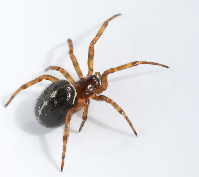 Fettspindel (Steatoda bipunctata).jpg