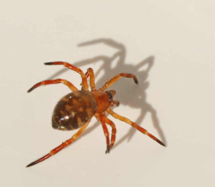 Fläckig myrfångaspindel (Euryopis flavomaculata)