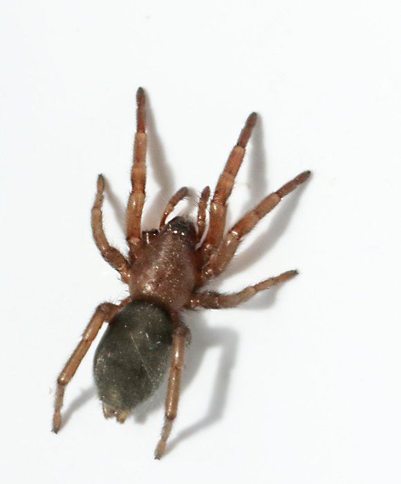 Golvmusspindel (Scotophaeus quadripunctatus).jpg