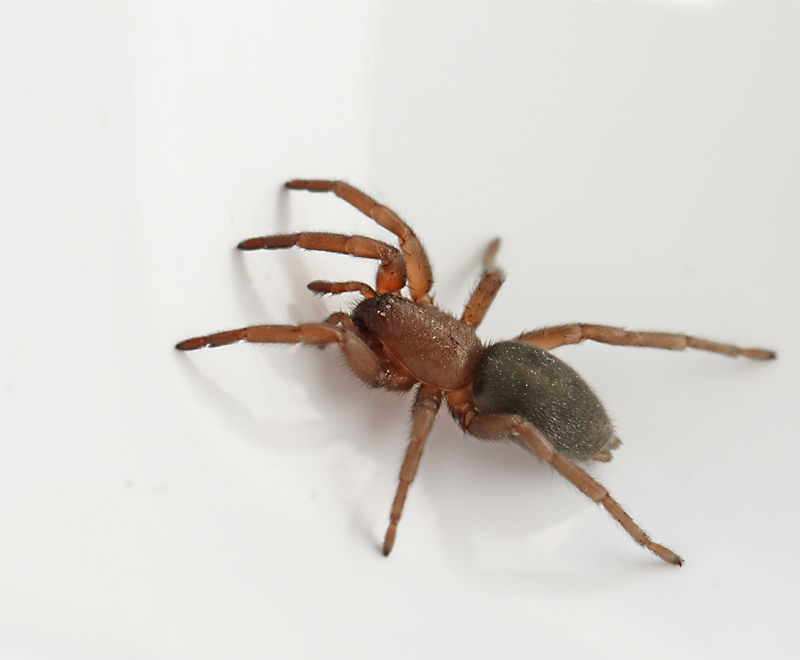 Golvmusspindel (Scotophaeus quadripunctatus).jpg