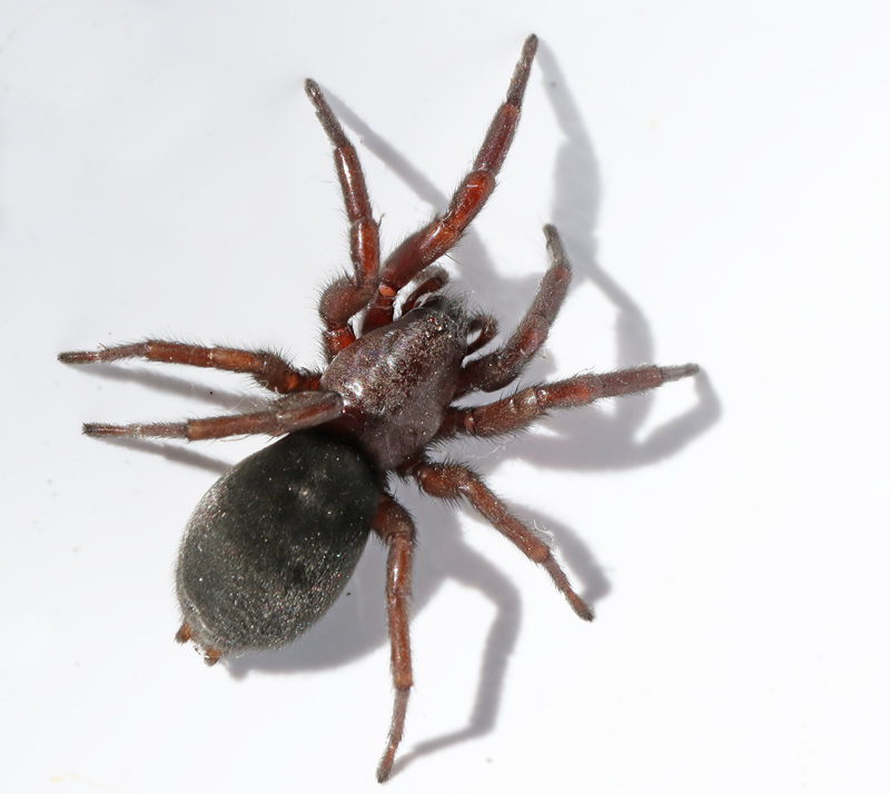 Större musspindel (Scotophaeus scutulatus).jpg