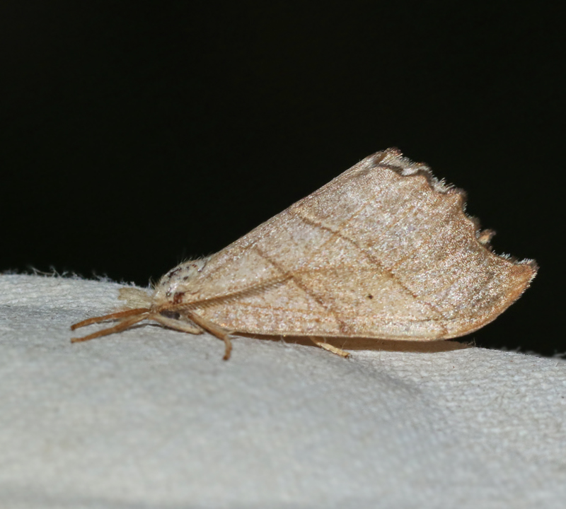 Tandad sikelvinge (Falcaria lacertinaria).jpg