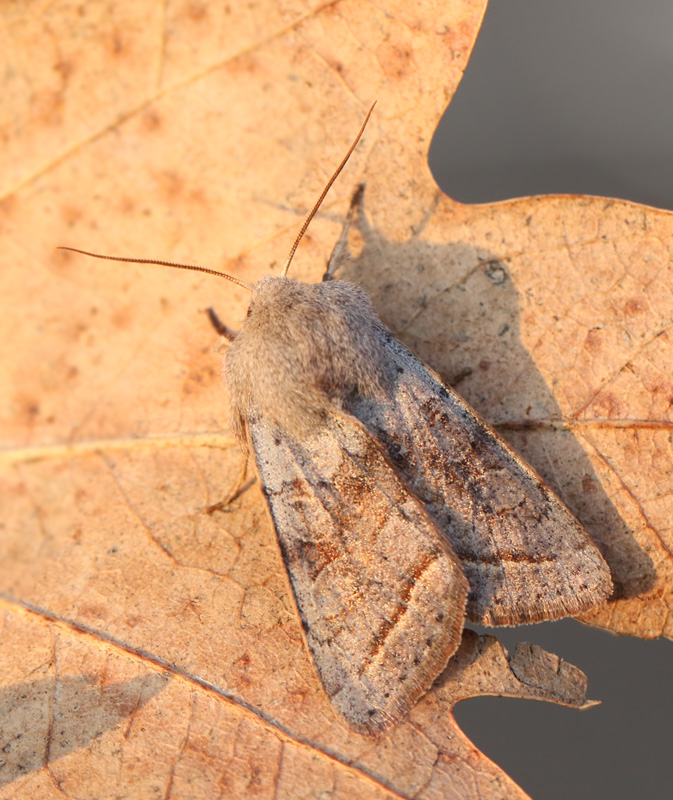 Orthosia opima, Brunbandat slgfly.jpg