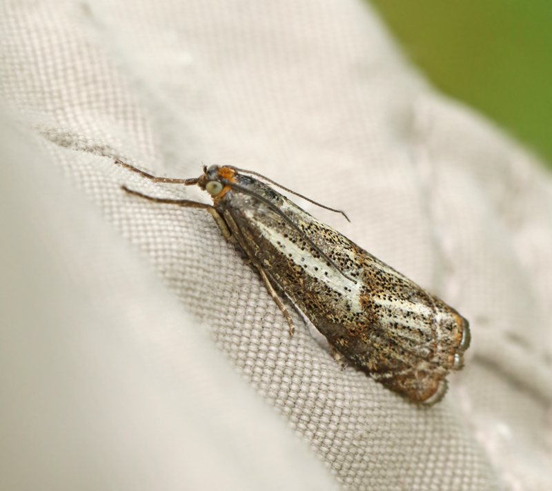 Bågbandsgräsmott (Thysanotia chrysonuchella).jpg