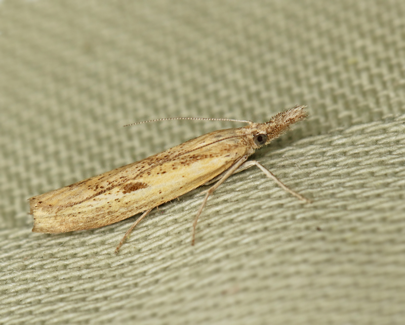 Grässkottsmott (Agriphila inquinatella).jpg