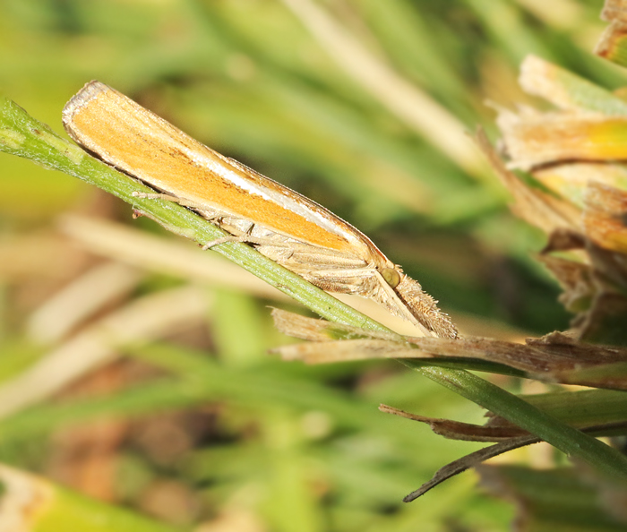Strandgräsmott (Agriphila selasella).jpg