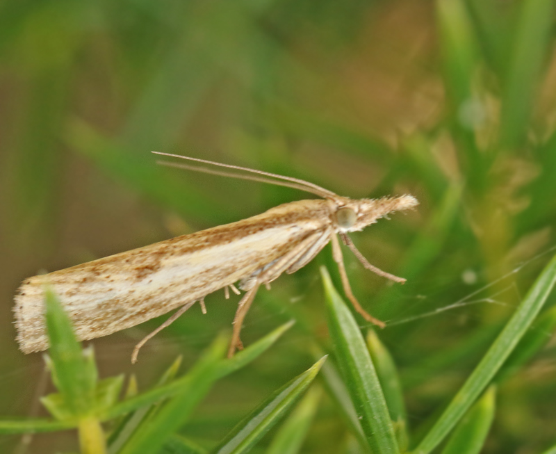 Saltängsgräsmott (Pediasia aridella).jpg