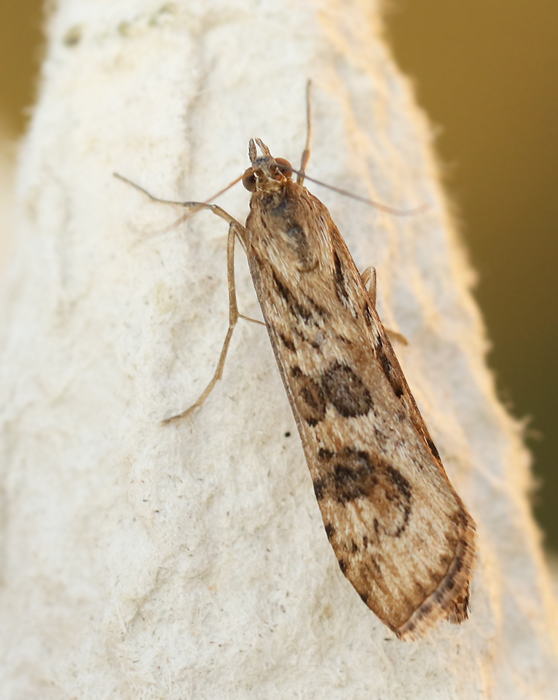 Nattflymott (Nomophila noctuella).jpg