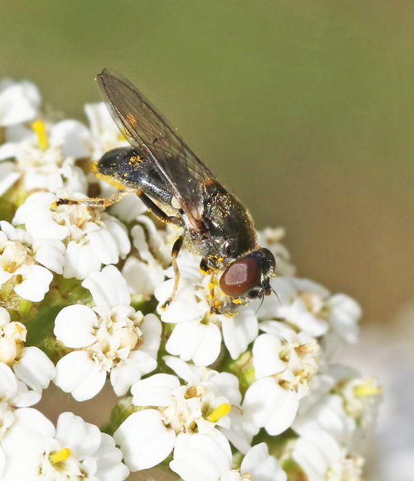 Cheilosa longula.jpg