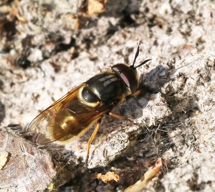 Mörk bronsblomfluga (Callicera aurata).jpg