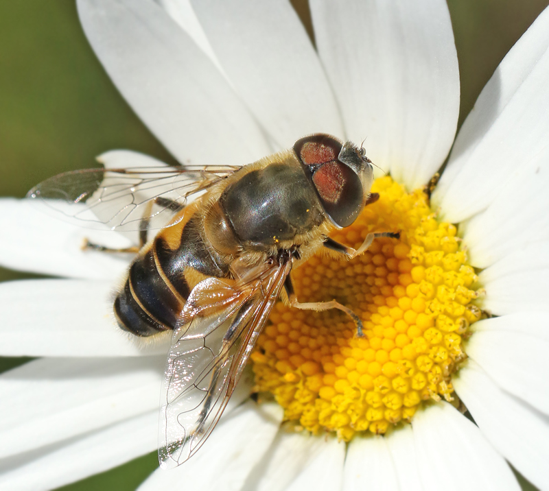 Eristalis similis.jpg