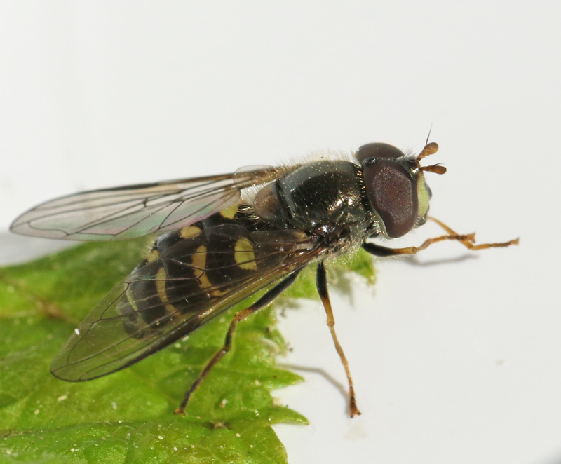 Praktfull skogsblomfluga (Dasysrphus venustus).jpg