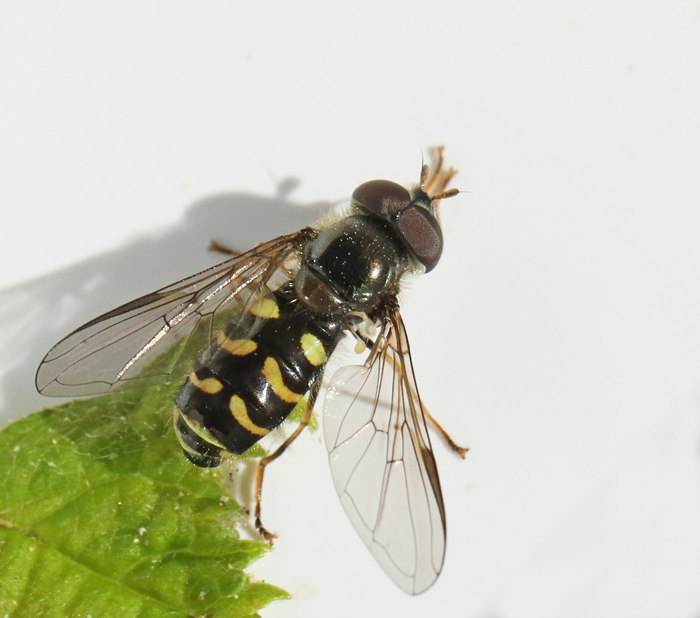 Praktfull skogsblomfluga (Dasysrphus venustus).jpg