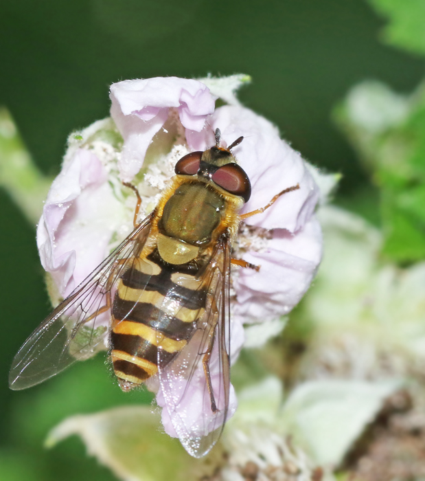 Syrphus torvus.jpg