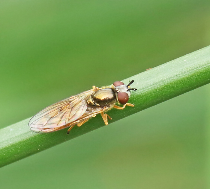 Sumpfotblomfluga (Platycheirus scambus).jpg