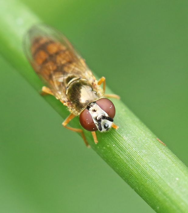 Sumpfotblomfluga (Platycheirus scambus).jpg
