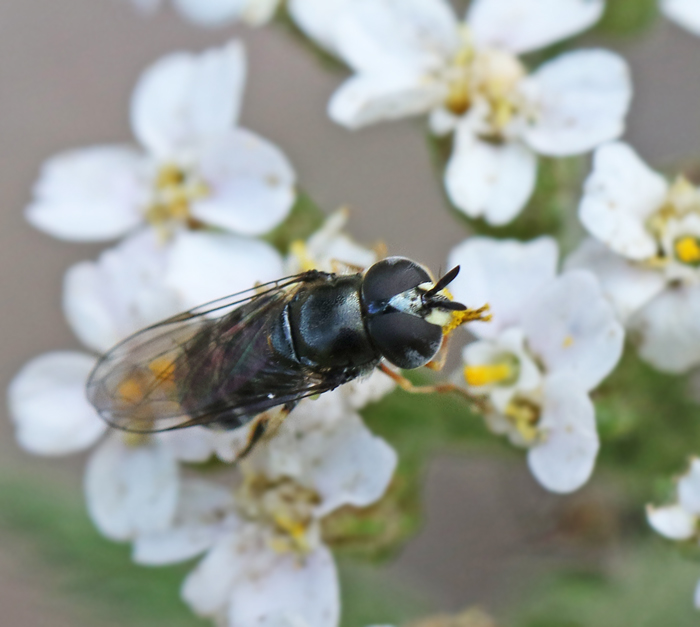 Slverpudrad steppblomfluga (Paragus pecchiolii).jpg