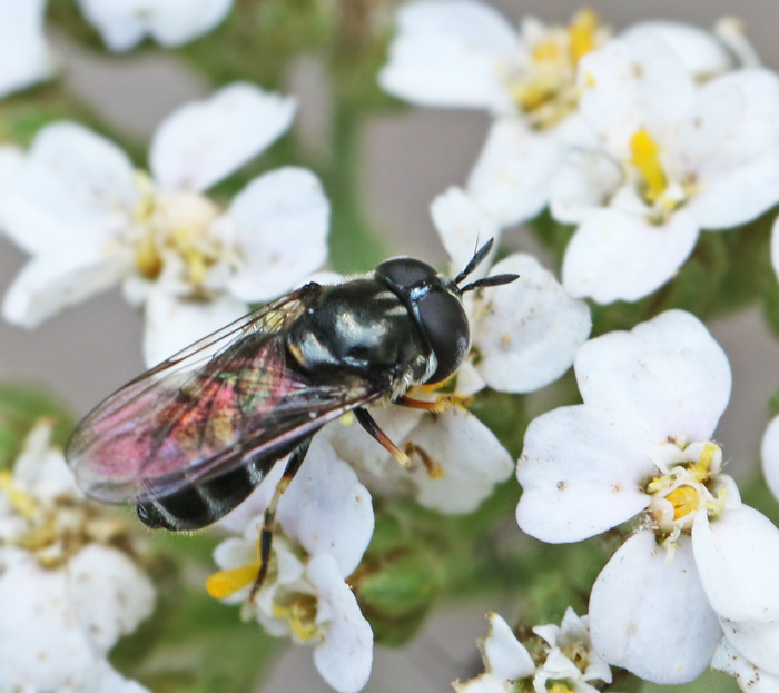 Slverpudrad steppblomfluga (Paragus pecchiolii).jpg