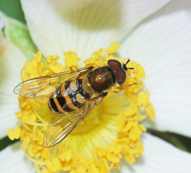 Parasyrphus malinellus, Randig buskblomfluga.jpg