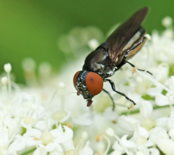 Sorgblomfluga (Chrysogaster solstitialis).jpg