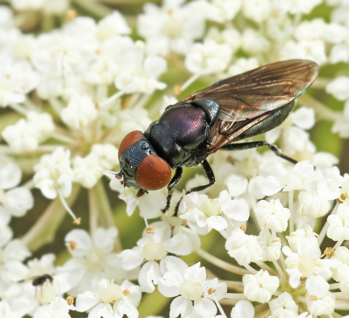 Sorgblomfluga (Chrysogaster solstitialis).jpg
