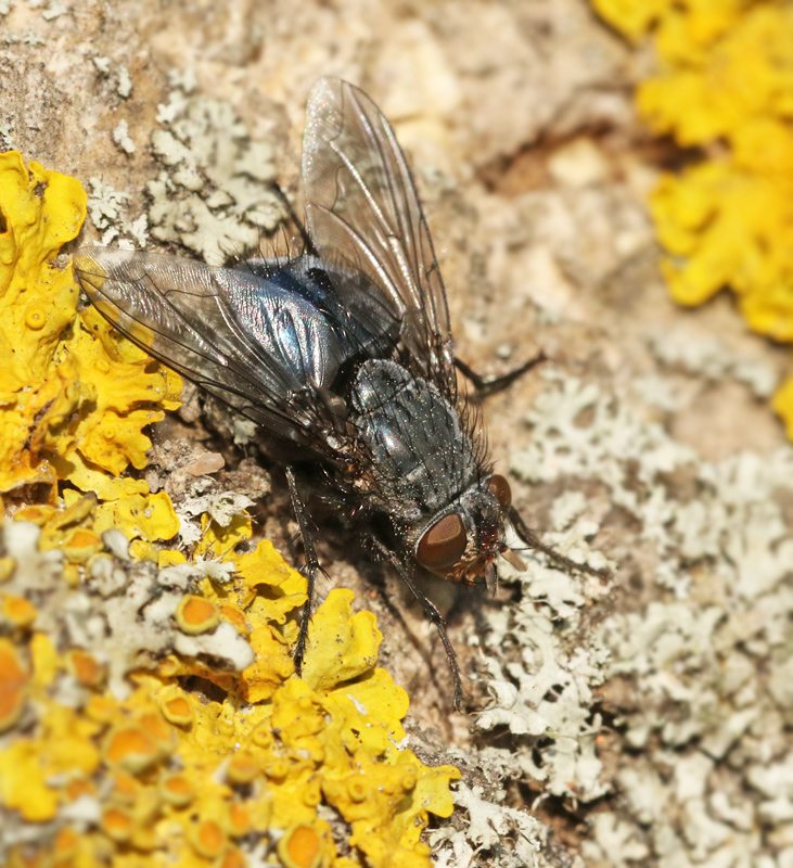 Spyflugor, Calliphoridae