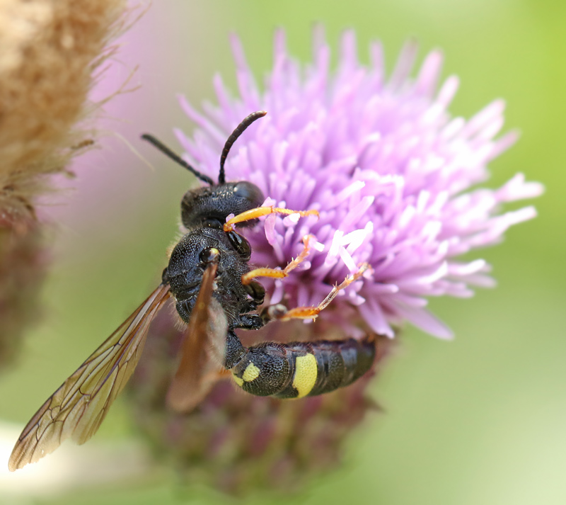 Cerceris rybyensis.jpg