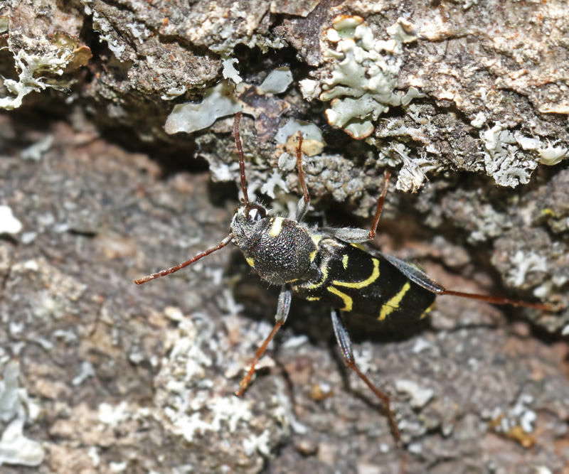 Ekgetingbock (Xylotrechus antilope).jpg