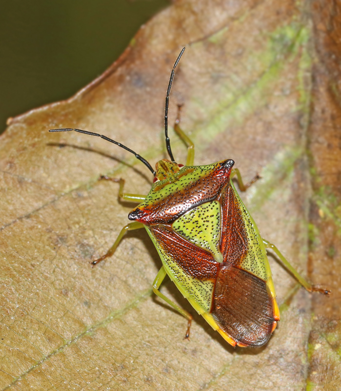 Hagtornsbrfis (Acanthosoma haemorrhoidale).jpg