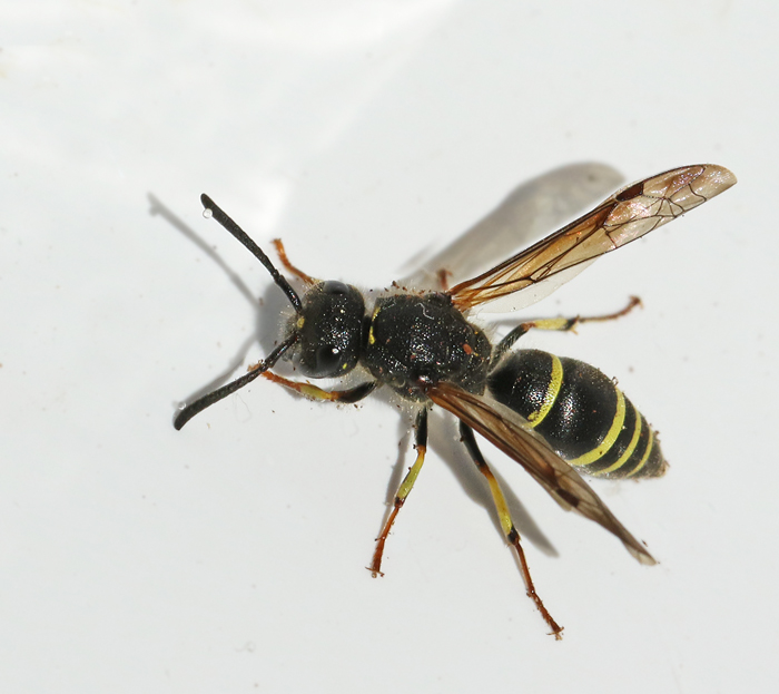 Vrmurargeting, Ancistrocerus nigricornis.jpg)