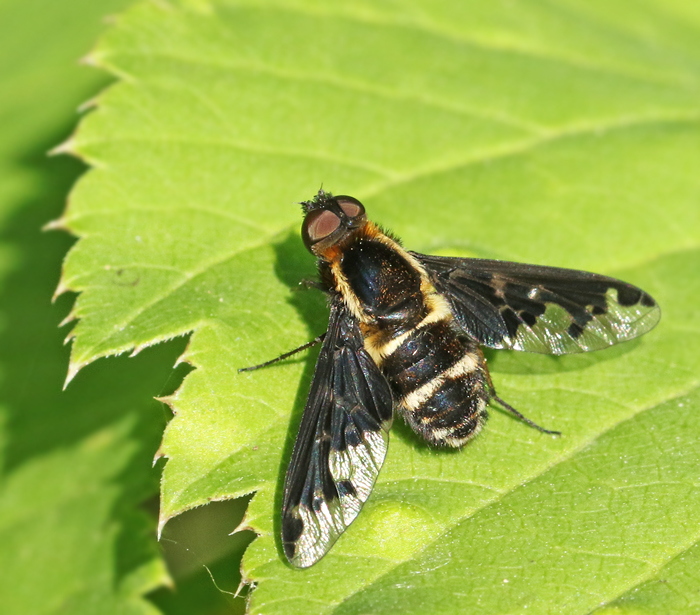 Bee-fly, Svvfluga  (Hemipenthes maurus).jpg