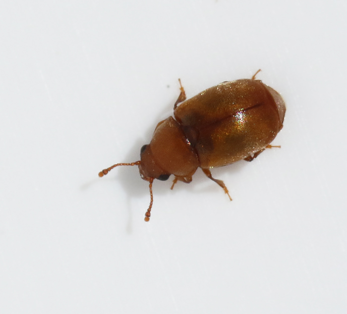 Heterhelus scutellaris.jpg