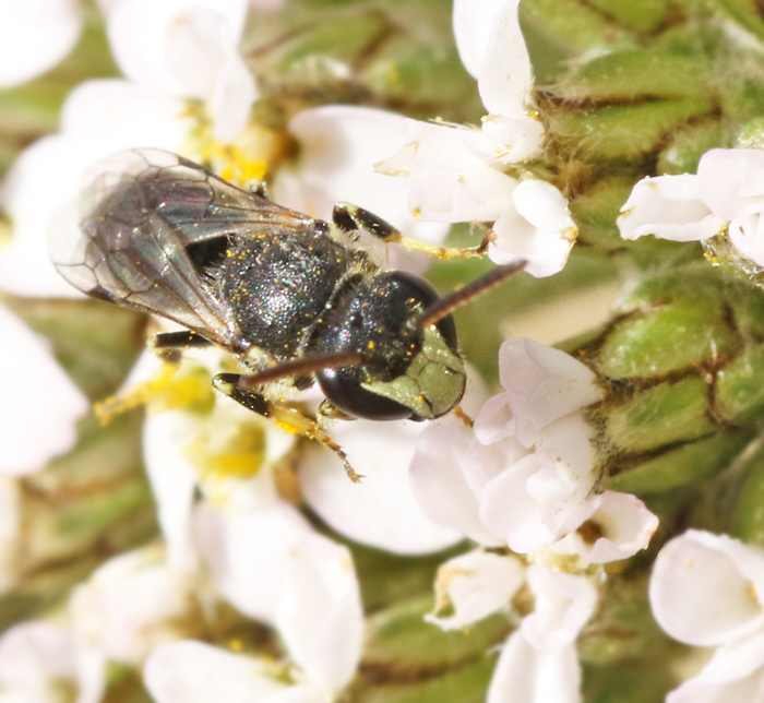 Hylaeus, Yellowface bees, Citronbin